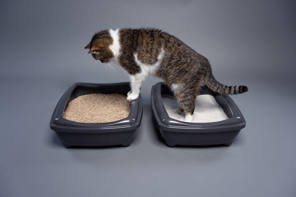 並べて置かれた2つの猫トイレと猫