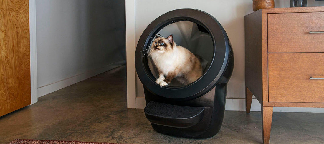 寝室に置かれた黒い Litter-Robot 4 の中にいるラグドール