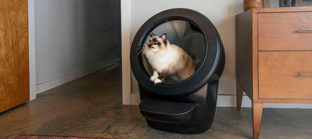 寝室に置かれた黒い Litter-Robot 4 の中にいるラグドール