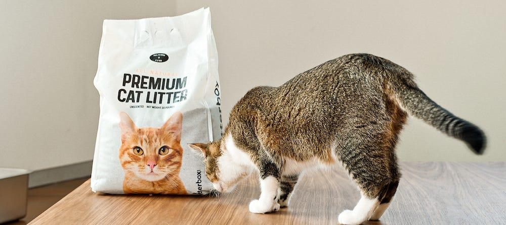 猫砂の袋のにおいを嗅ぐ猫