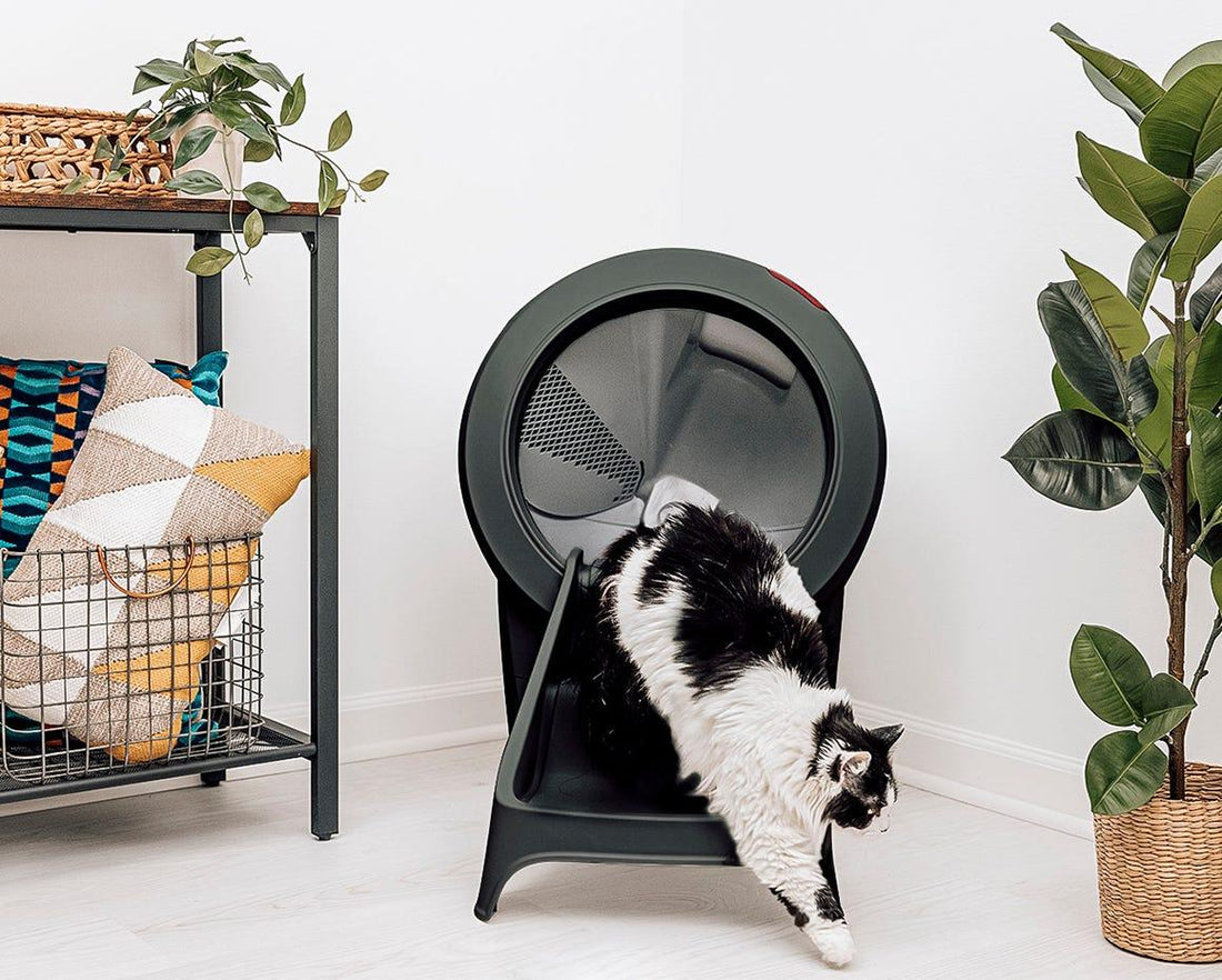 補助ステップから降りてくる白黒の猫と黒い Litter-Robot 4