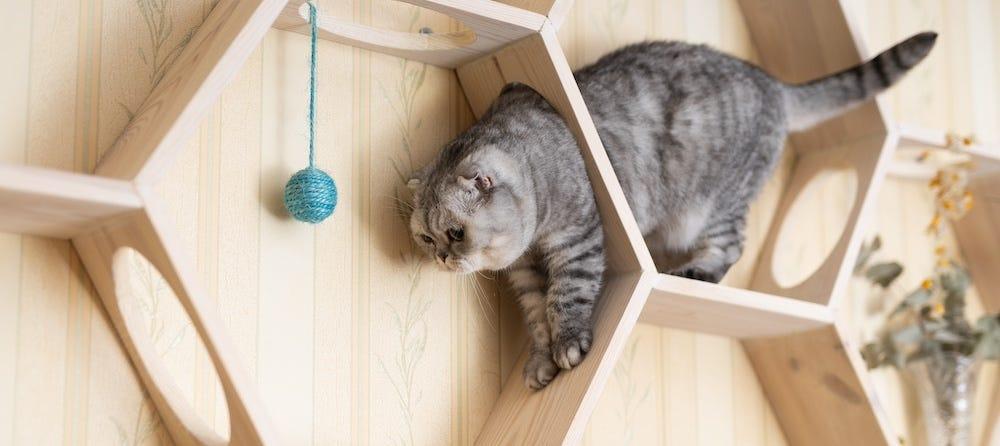 家具によじ登る猫