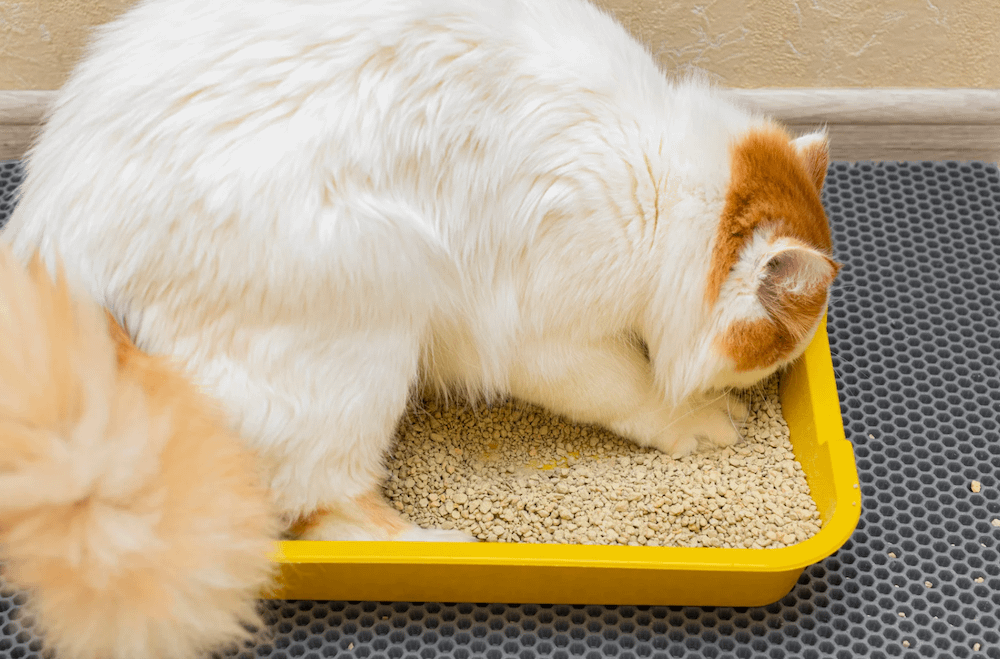 猫トイレの砂を前足で掘っている猫
