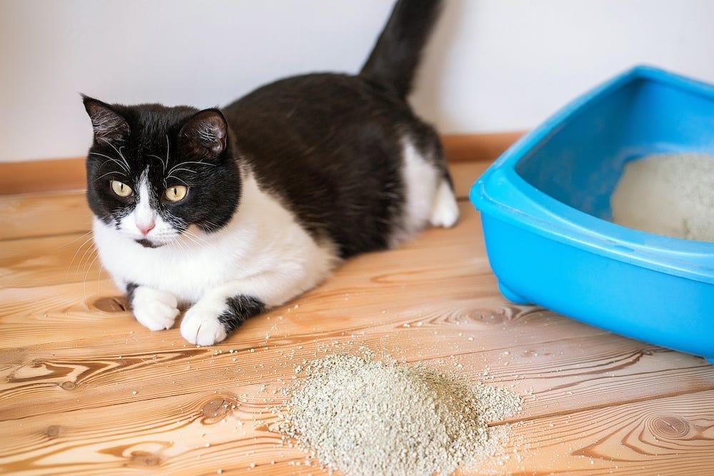 猫のトイレの横の床に散った猫砂