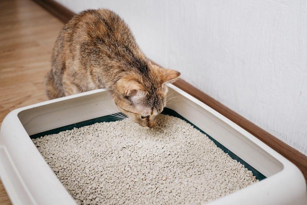 猫トイレの猫砂のにおいを確かめる猫