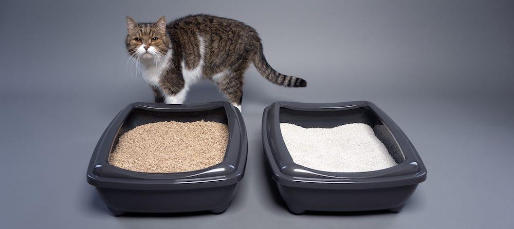 2つの猫トイレの前にいるブリティッシュショートヘア