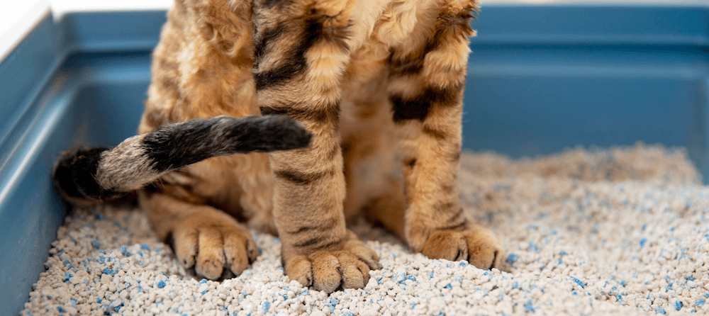 青い猫トイレの中で猫砂の上に立つ猫の前足