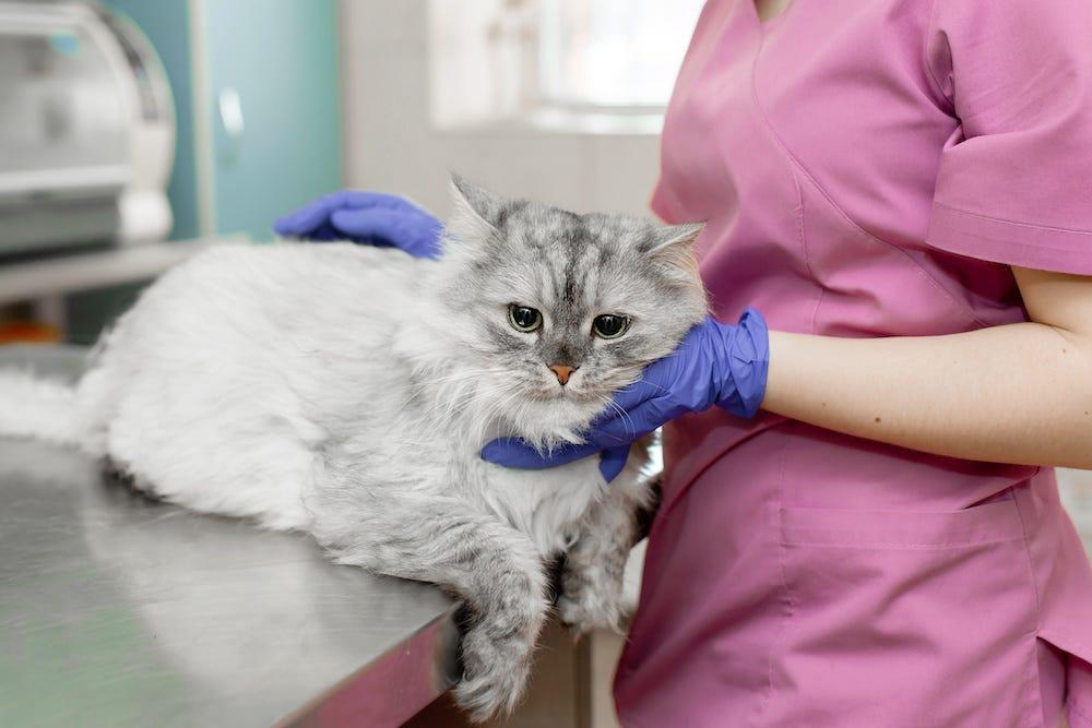 動物病院の診察台で獣医療スタッフに支えられている長毛の猫