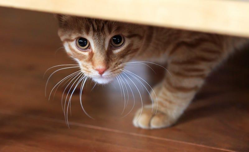 テーブルの下に隠れている茶トラの猫