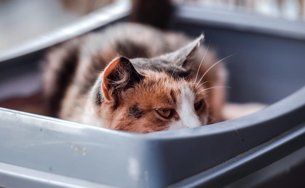 猫のトイレの前に座って入口をふさいでいる猫