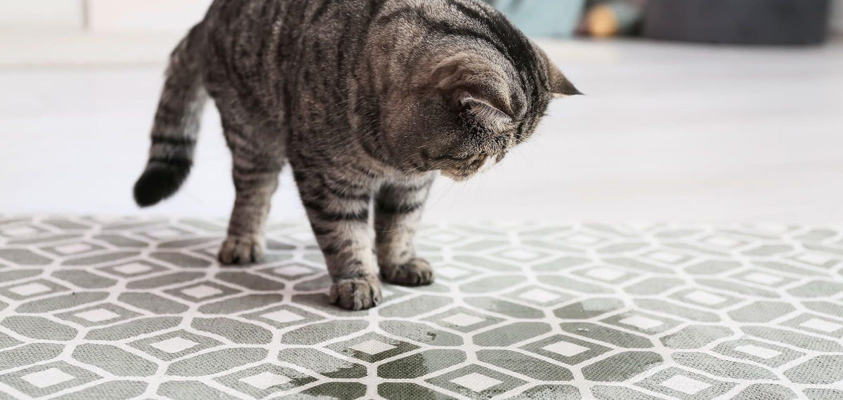 トイレの外、ラグの上で用を足しているキジトラ猫