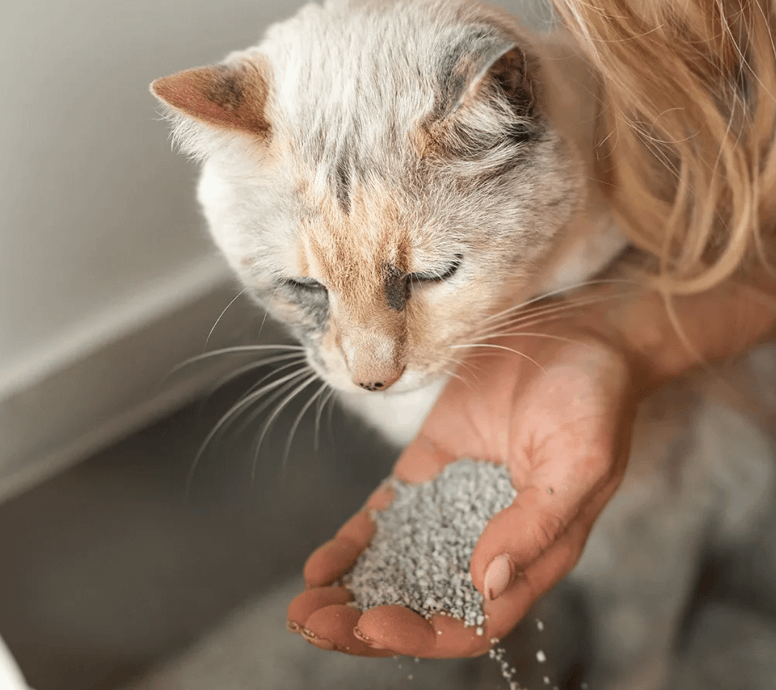 手のひらの猫砂のにおいを嗅ぐ猫