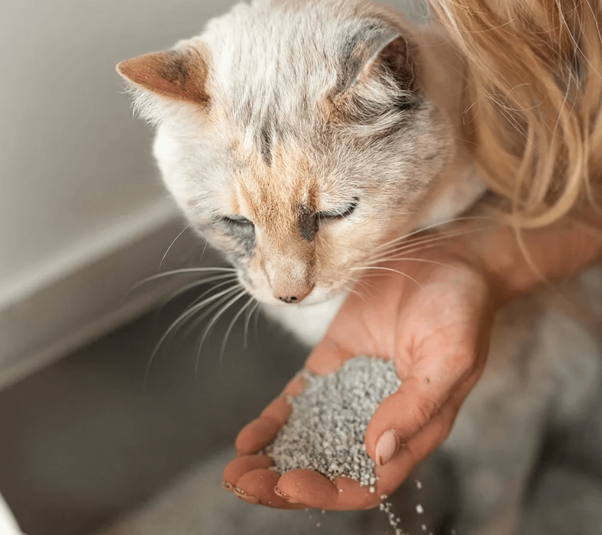 手のひらの猫砂のにおいを嗅ぐ猫