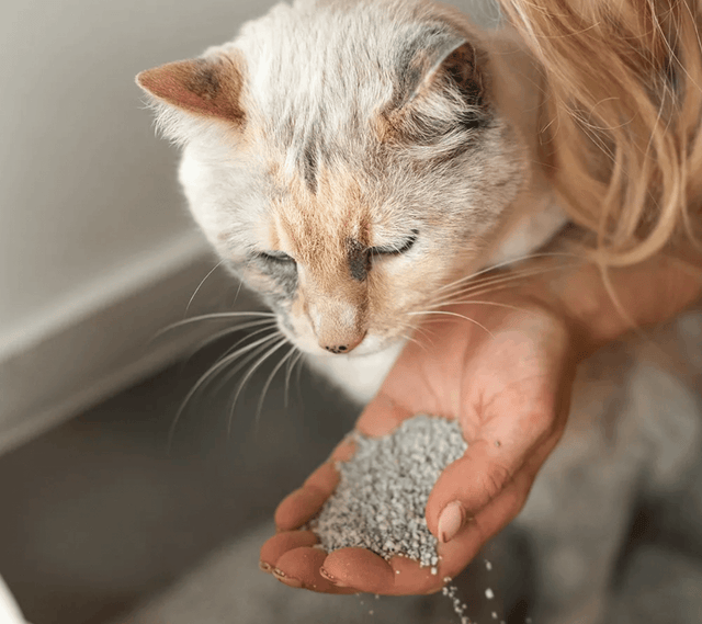 手のひらの猫砂のにおいを嗅ぐ猫