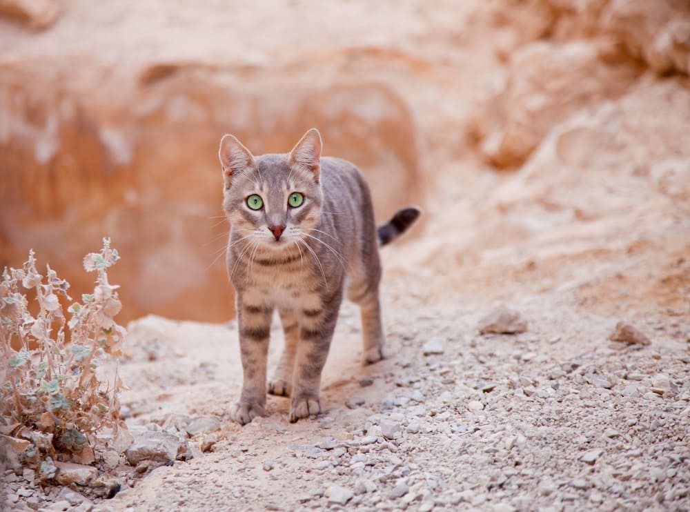 乾いた岩地を歩く猫