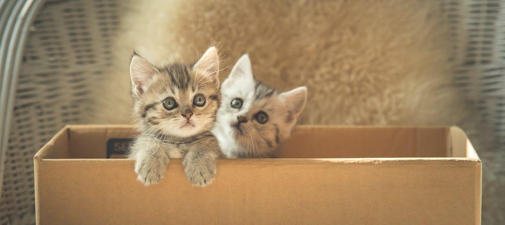 トイレに入る2匹の子猫