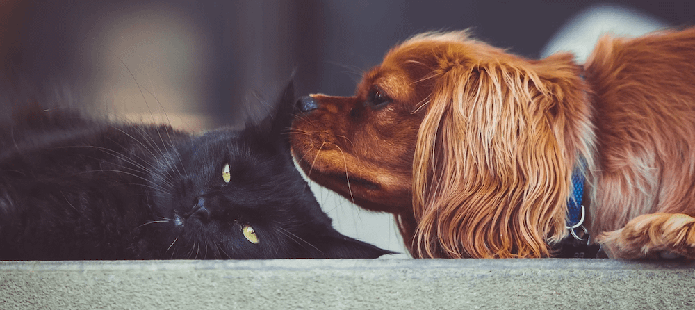 黒猫の耳のにおいを嗅ぐキャバリア
