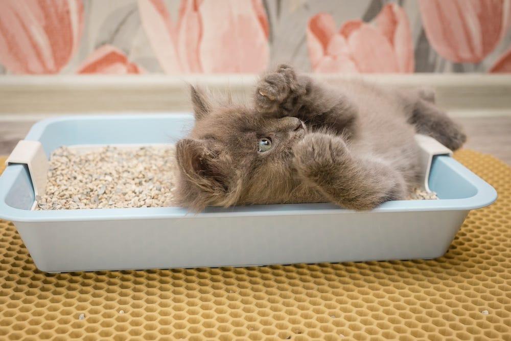 猫トイレの中にいる子猫