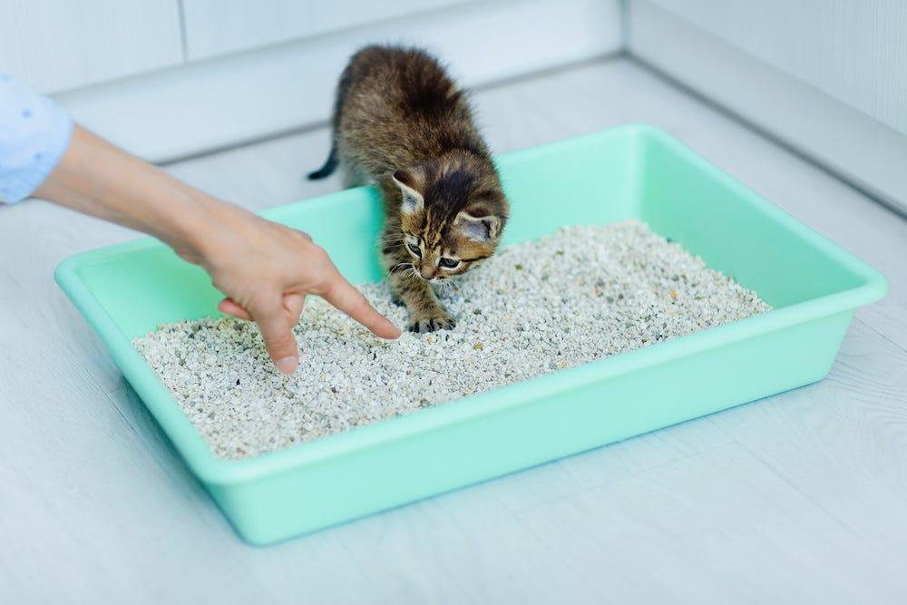 猫砂の入ったトイレの中に座っている子猫