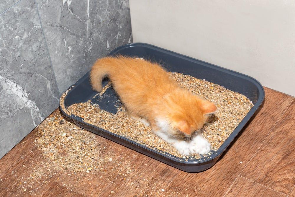 猫トイレの中で砂を散らかして遊ぶ茶トラの子猫