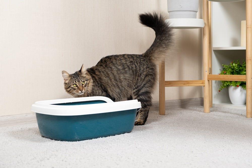 部屋に置かれた猫のトイレ