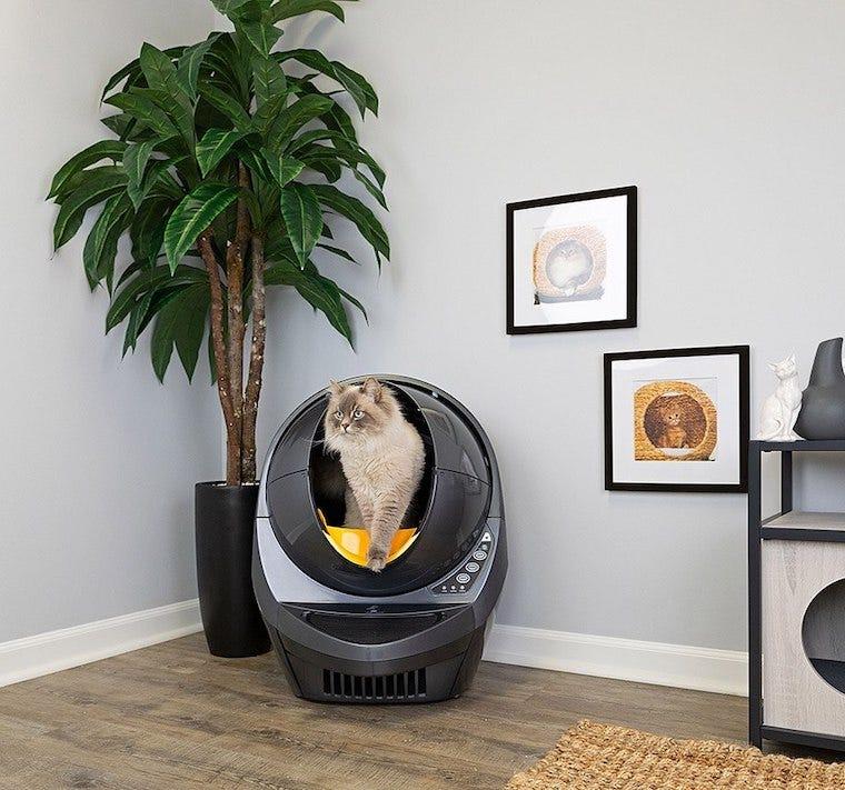 猫トイレの飛び散り防止フェンスをまたいで出てくる猫