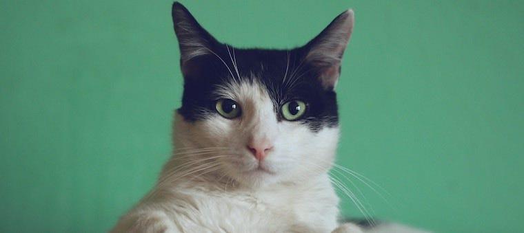 緑の壁の前に座るハチワレの猫