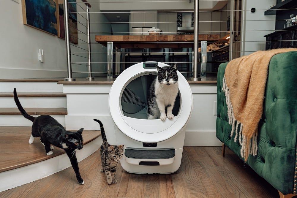 大きさの違う3匹の猫が並んでいる様子