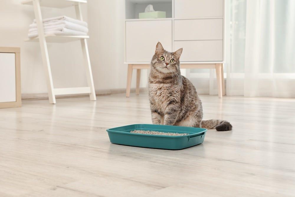 部屋に置かれた標準的な猫トイレとキジトラ猫