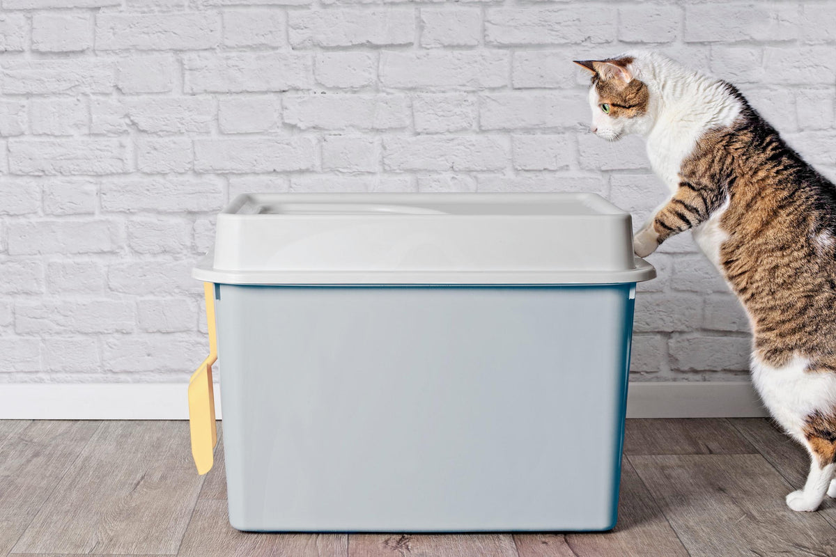 上から入る型の猫トイレを見下ろすキジトラ