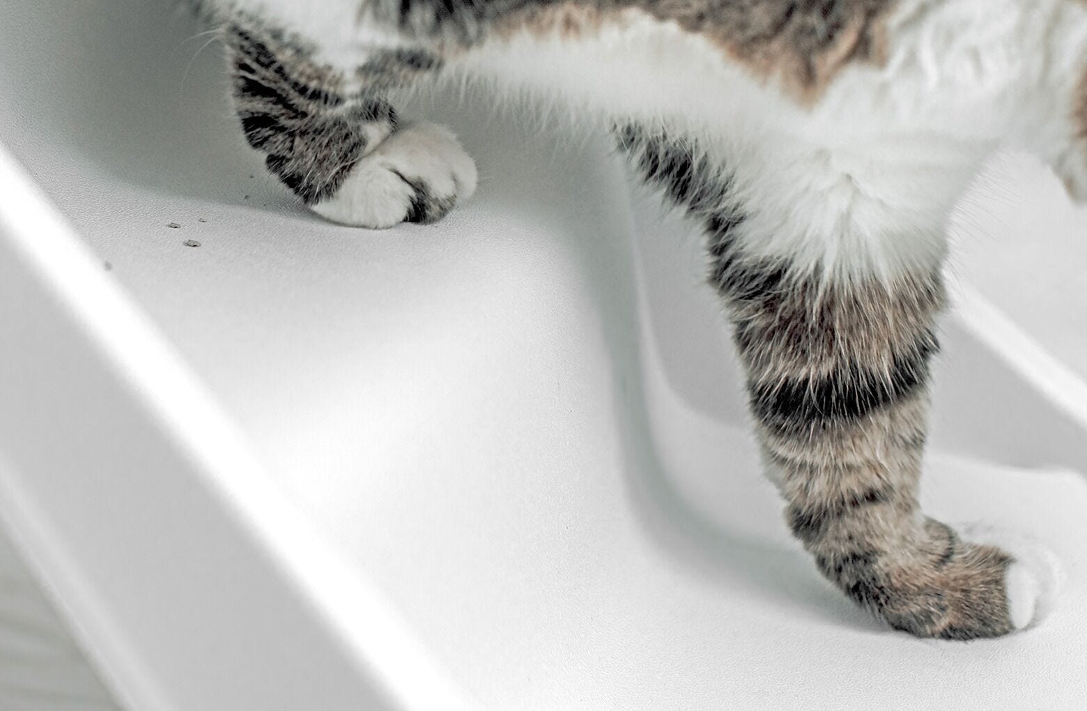 Litter-Robot 4 補助ステップ Litter-Robot JP