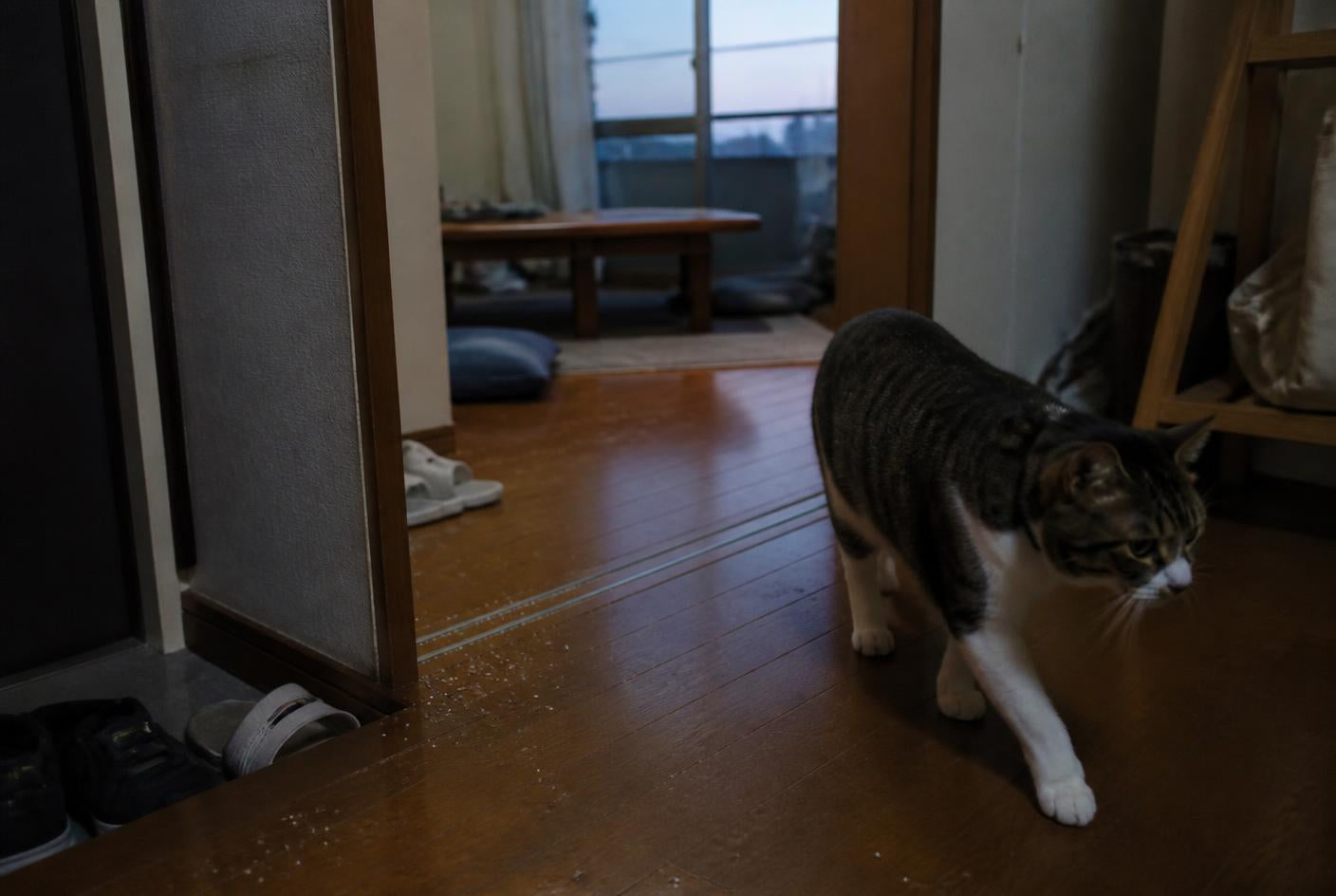 玄関先の床に散った猫砂と、そばを歩く猫