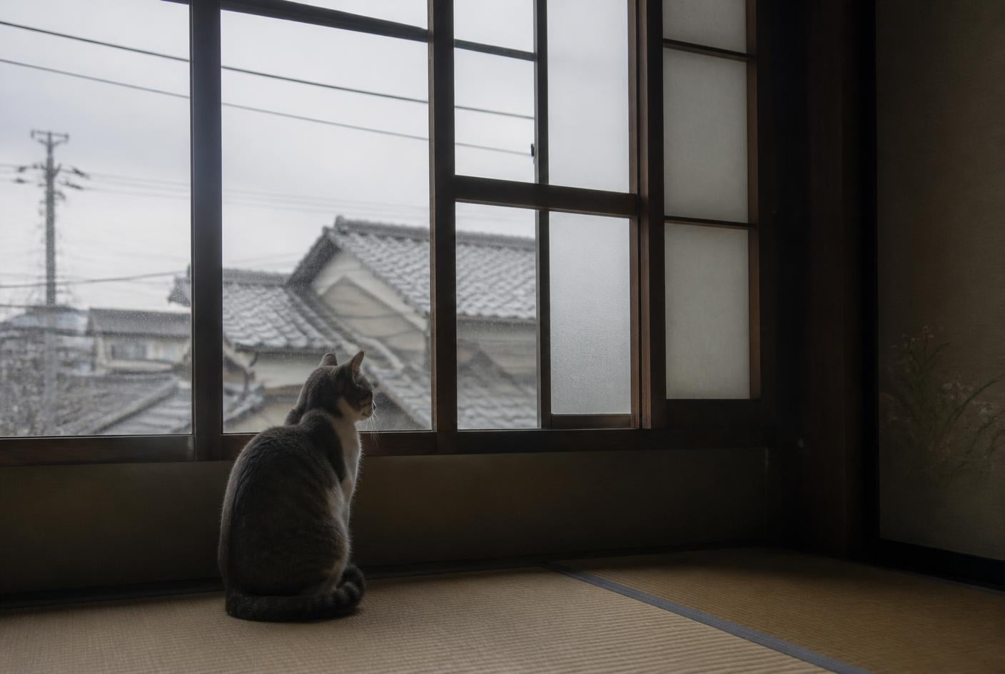 窓辺に座って外を見ている猫